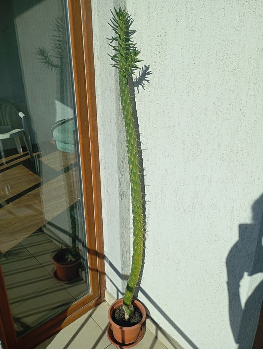 Austrocylindropuntia-Иглата на Ева Кактус