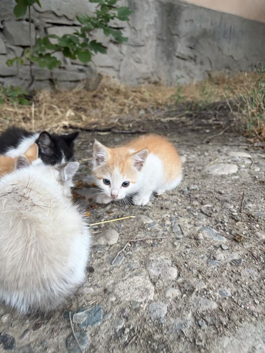 4 котят в добрые руки
