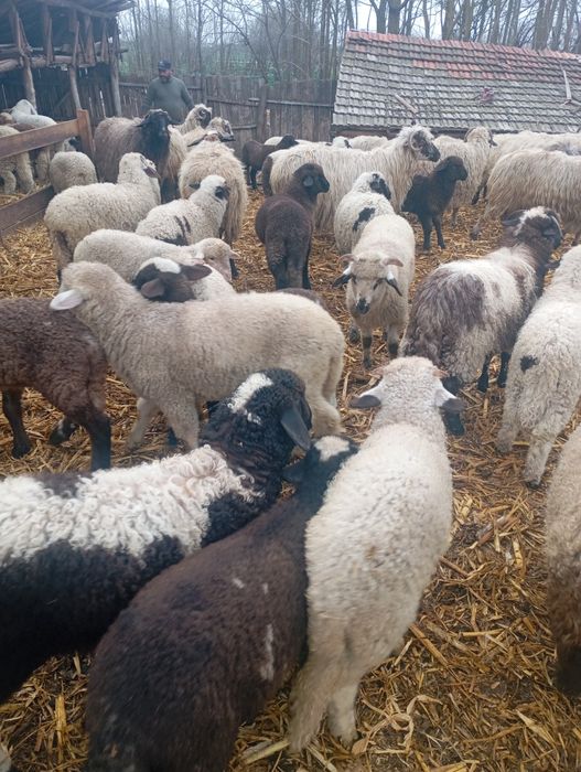 Vând miei de Paști