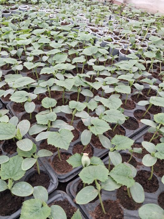 Răsaduri de vânzare