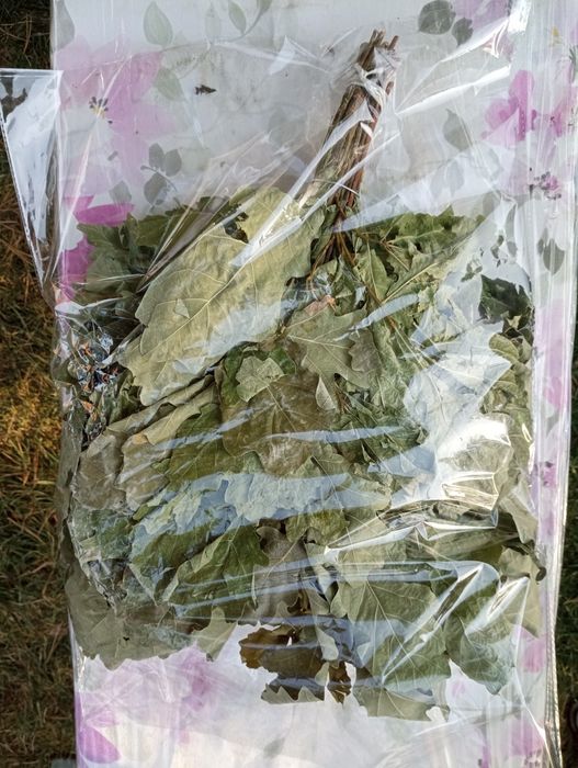 Дубовый банный веник свежий