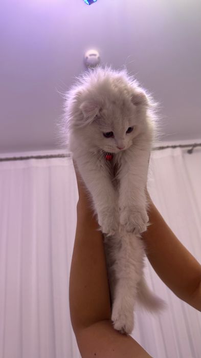 Скотиш фолд, кошка