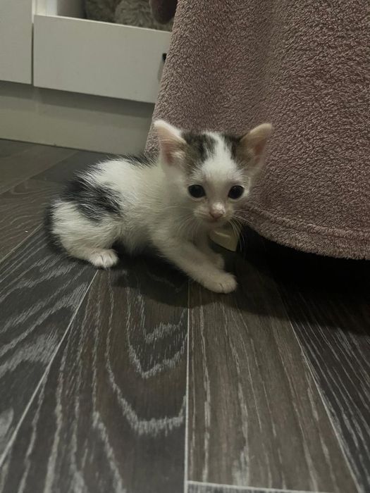 Отдам котят в хорошие руки