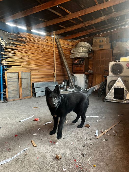 Немецкая Овчарка 6 месяцев