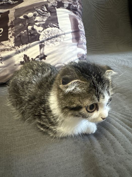 Котенок 3 месяца