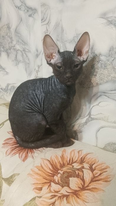Продам котёнка Канадский сфинкс браш.