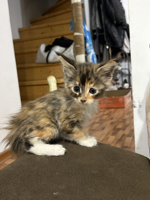 Котята Мейн-Кун 1,5 месяцев