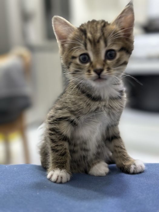 Котенок красивый
