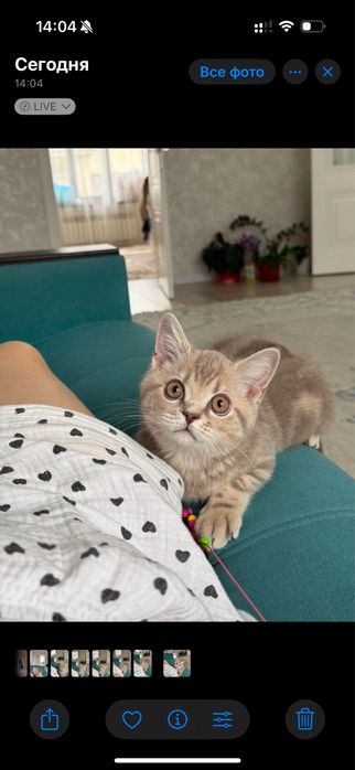 котенок 5 месяцев