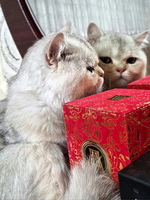 Vyazka!!! Erkak, Toza qonli silver britan shinshilla!!!