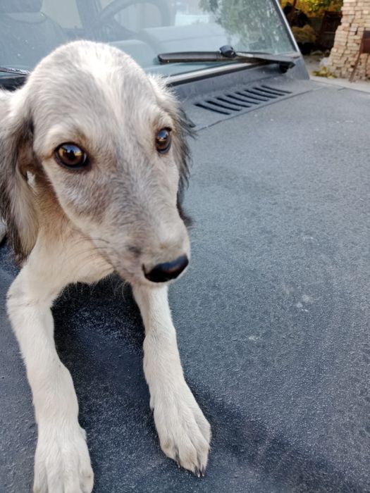 Продам тазы чистокровные