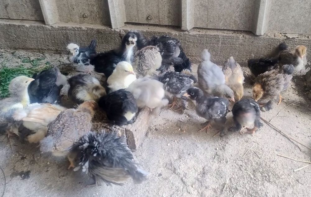 Pui de țară zburați