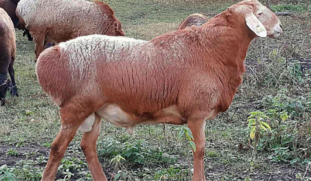 Кучкорлар бор уйда бокилган курбонлик учун тирик вазнига 68000 мингдан