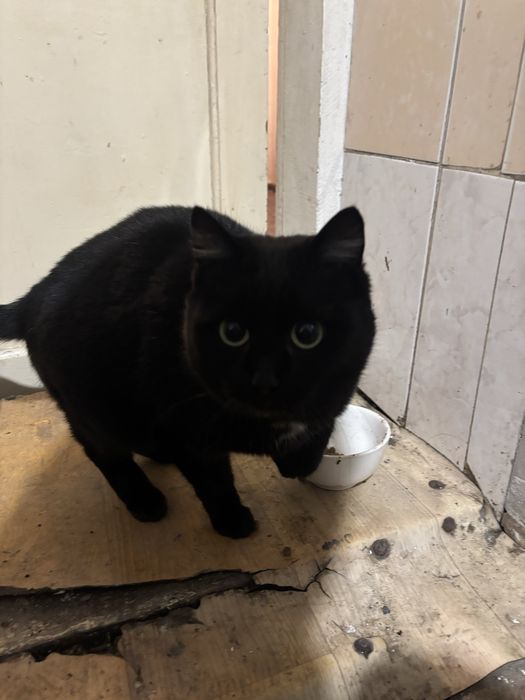 отдаем кошку бесплатно!!!