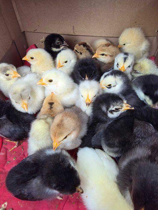 Pui găinușe pitice de 1 săptămână