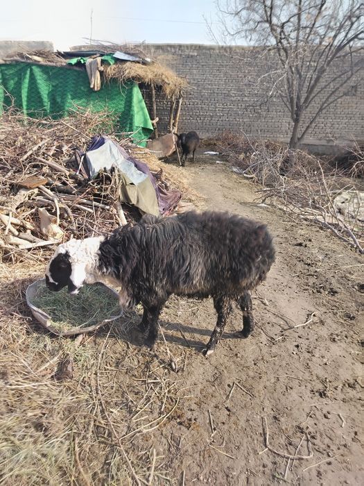 Кучкор сотилади бокилган чиб ичиши эур