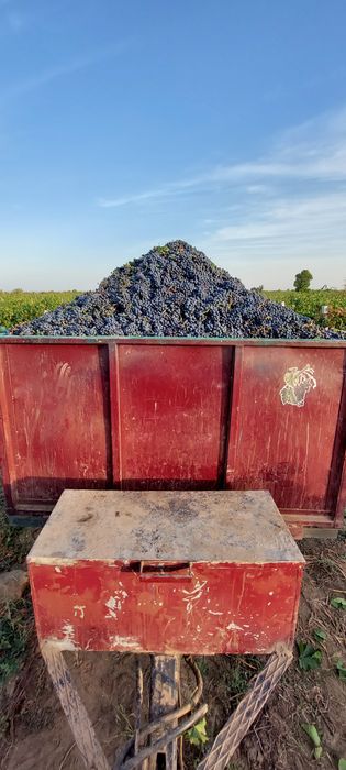 Vând struguri de vin