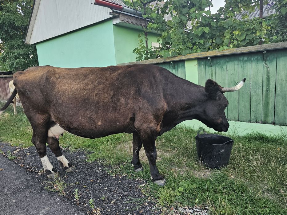 Vaca gestanta in a 9 luna