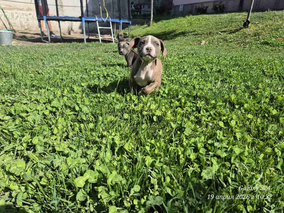 Малки чистокръвни  Питбули
