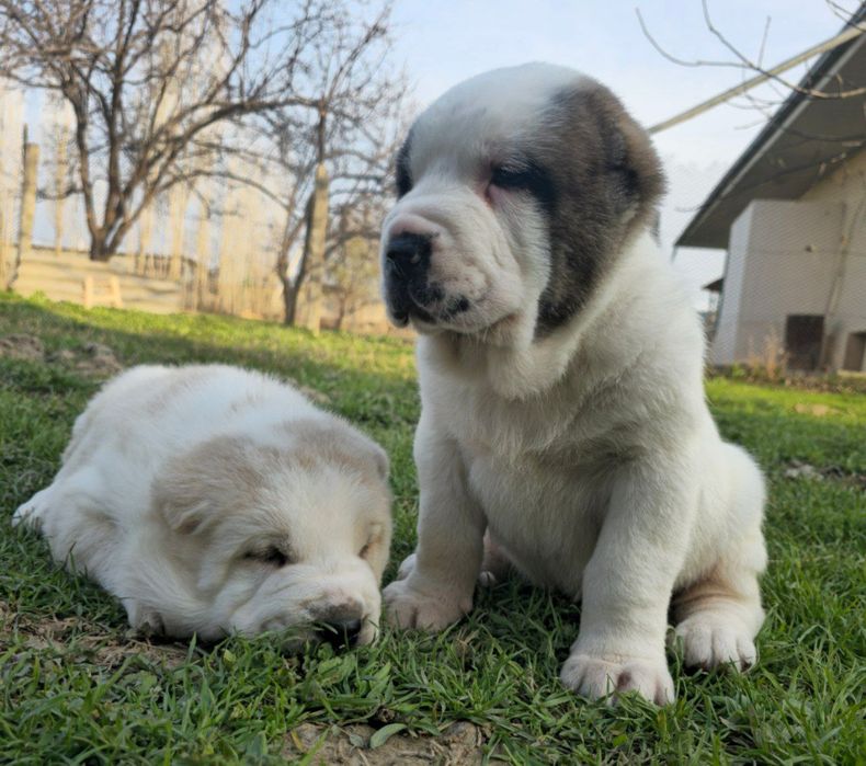 Продаётся Алабай Туркмен