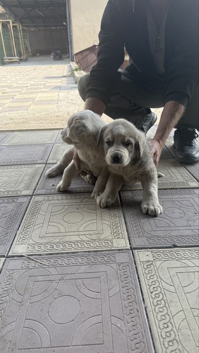 Продам щенков тобета