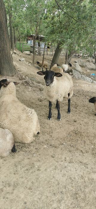 Vând berbecuti suffolk si mielute