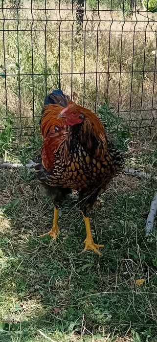 Cocosi wyandotte