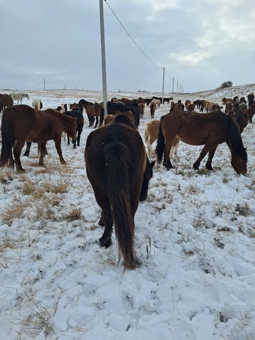 Қысыр семіз би сатамын