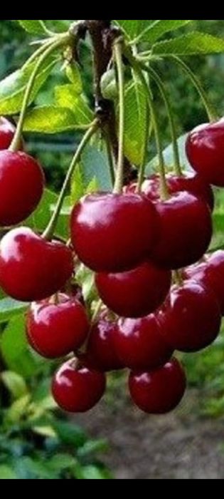 Plantare Livrare RO Nuci Chandler Prun Paulownia Meri Peri Ciresi ...