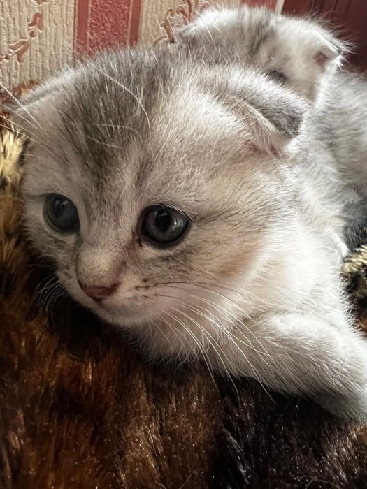Котята шиншиллы