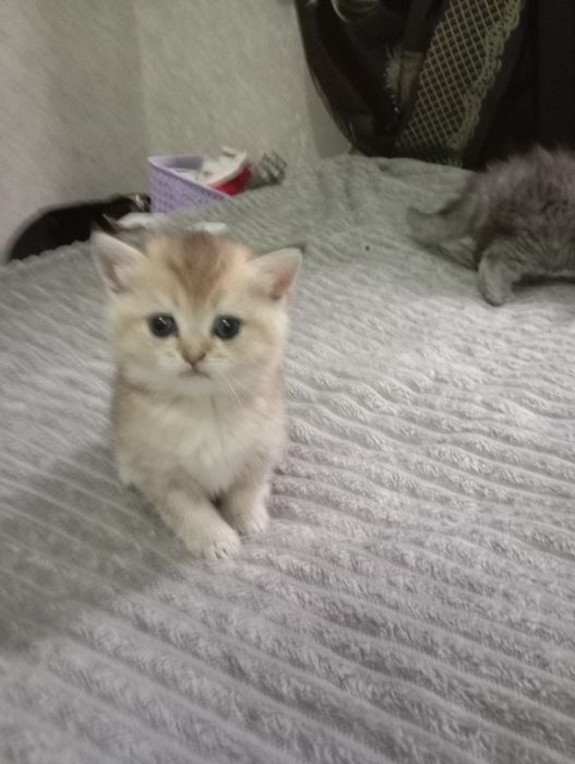 Продам породистого котенка