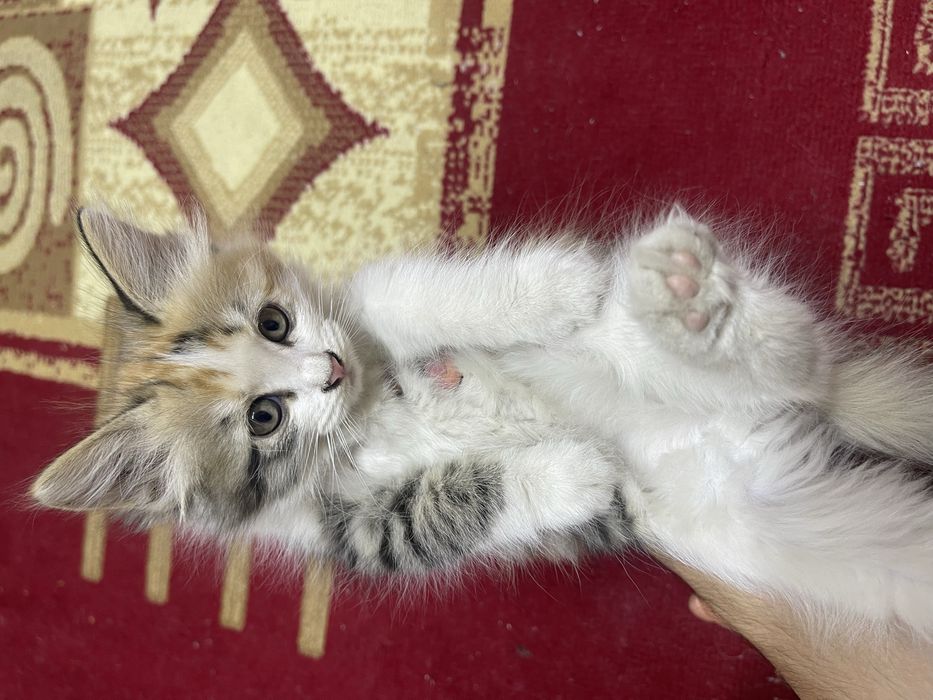 Отдам котят бесплатно