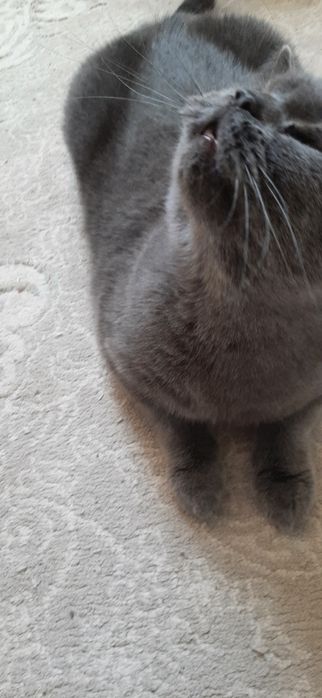 Отдам британскую кошку