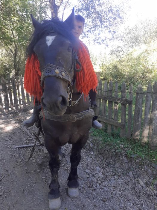 Armăsar de 3 ani de vânzare