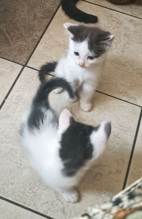 дарю домашних котят