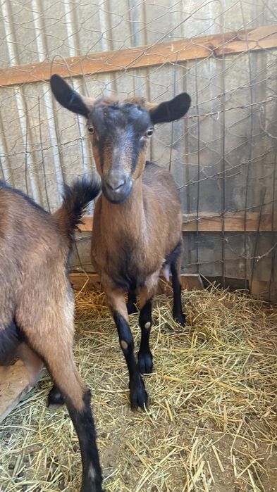 Сауын ешкі сатылады