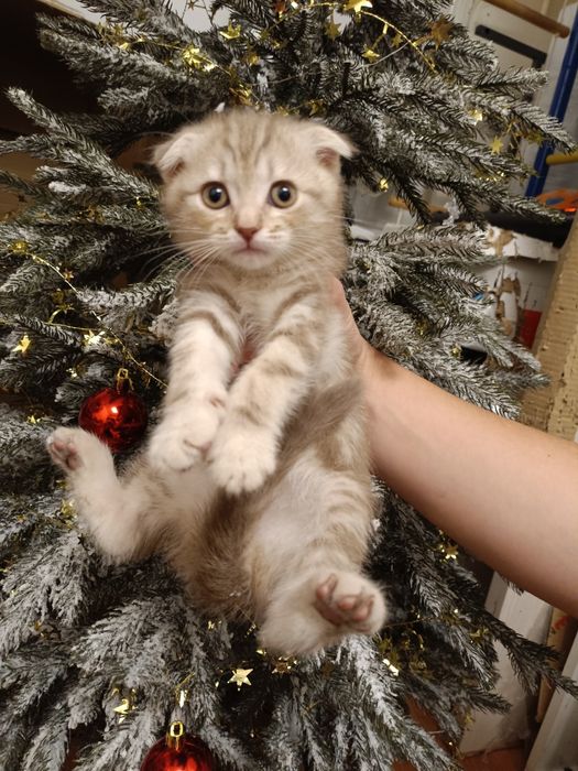 Шотландские котята