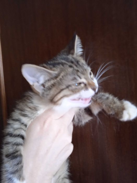 Пушистый котёнок в добрый ручки, девочка 2 с половиной месяца.
