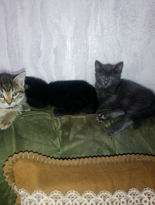Отдам котят в хорошие руки