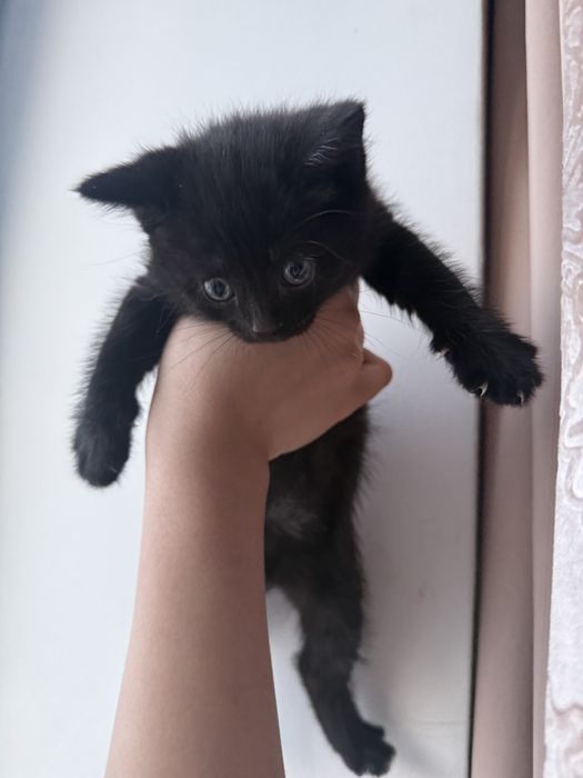 котенок в добрые руки