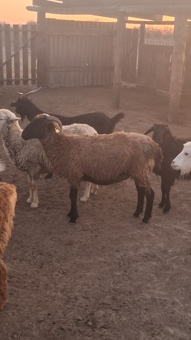 Жақсы қойлар асырағанға