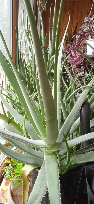Алое Вера продам