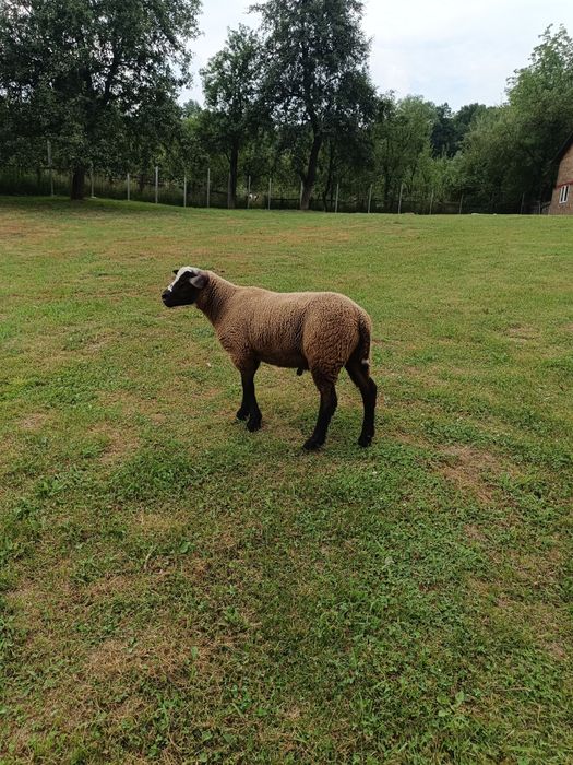 Vând 2 berbecuți de carne