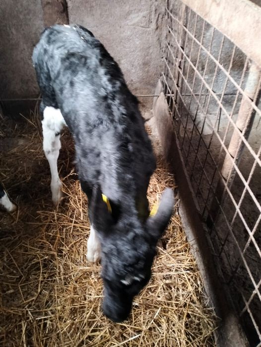 Vand 2 tauras baltat