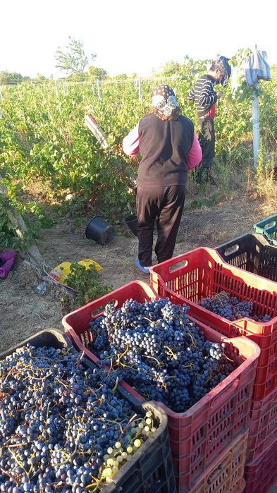 Struguri de vin recolta proprie