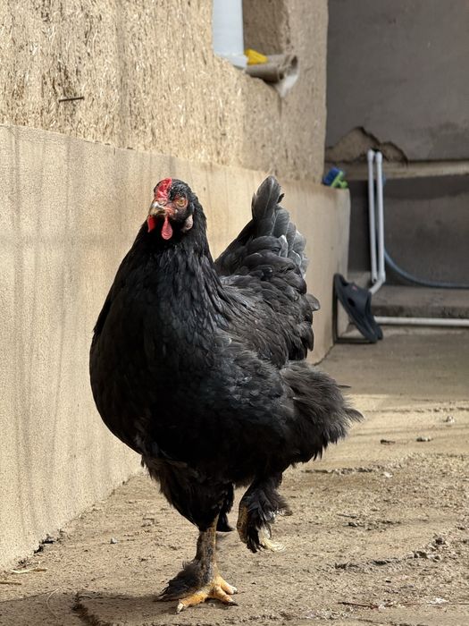 Брама мраморная Брама светлая