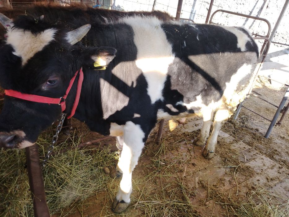 Сельхозживотное.