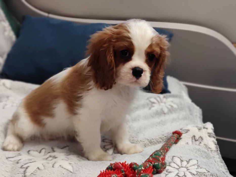 Vindem mascul Cavalier King Charles Spaniel cu teste genetice