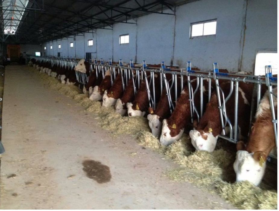 Хедлок, Системы блокировки кормушек