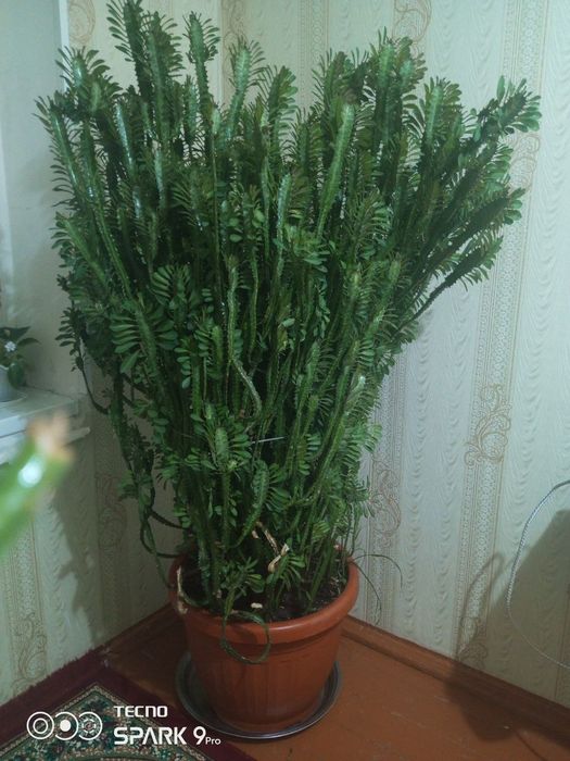 Цветок для офиса или дома